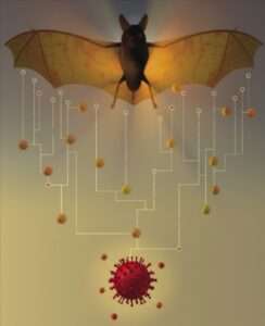 Bat virus transmission
