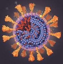 SARS-CoV-2 structure