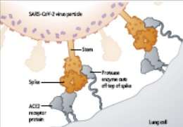 SARS-CoV-2 cell entry